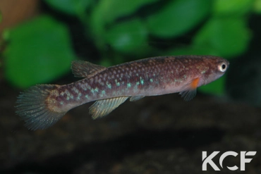 Laimosemion cladophorus  femelle adulte 