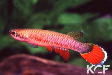 Laimosemion frenatus 40 miles creek SSSV 06-16 male adulte 