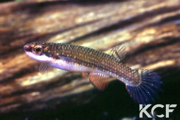 Laimosemion frenatus 40 miles creek SSSV 06-16 femelle adulte 