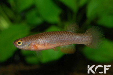 Laimosemion paryagi Upper Mazaruni GUY 95-05 femelle adulte 