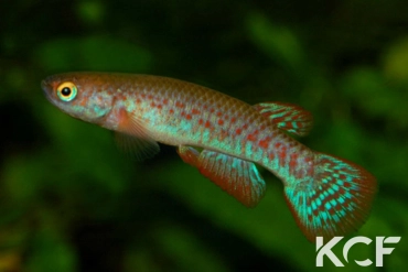 Laimosemion paryagi Upper Mazaruni GUY 95-05 male adulte 