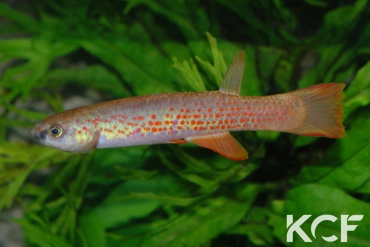 Laimosemion rectocaudatus  male adulte 