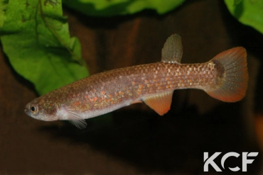 Laimosemion rectocaudatus  femelle adulte 