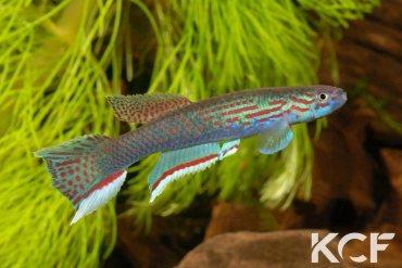 Aphyosemion pascheni pascheni Bidou 1 ABK 07-167 male adulte 