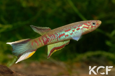 Aphyosemion sp. Wézé GLC 14 male adulte 