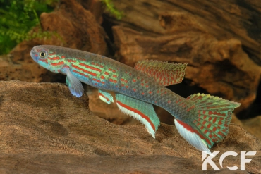 Aphyosemion pascheni pascheni Bidou 1 ABK 07-167 male adulte 