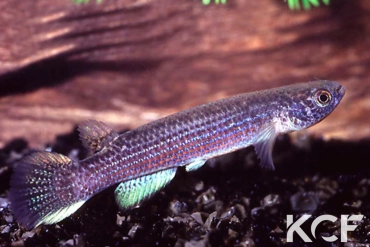 Anablepsoides aff. urophthalmus Luis Pool-Manari Ranch-near Lethem-Rupununi Distr male adulte 