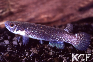 Anablepsoides aff. urophthalmus Luis Pool-Manari Ranch-near Lethem-Rupununi Distr femelle adulte 