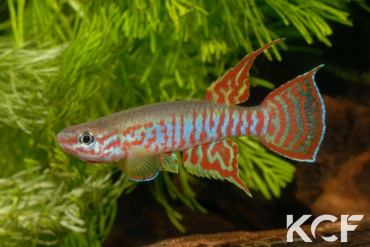 Aphyosemion elberti  male adulte 