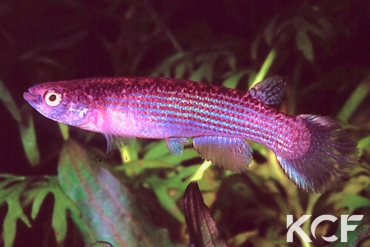 Anablepsoides aff. urophthalmus Gluck Island-Essequibo River near Rockstone male adulte 