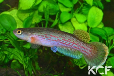 Anablepsoides fransvermeuleni TT male adulte 