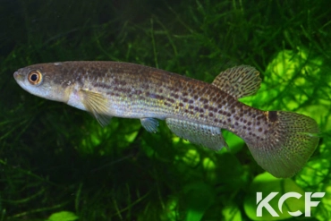 Anablepsoides fransvermeuleni TT femelle adulte 