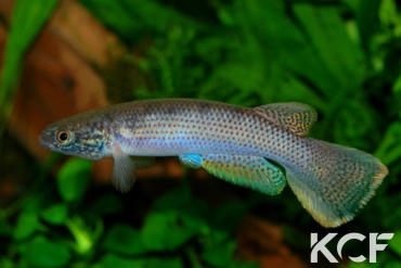 Anablepsoides igneus Goeje Mountains SU 03-15 male adulte 