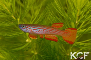 Aphyosemion punctatum Mission catholique Makokou BDBG 04-06 male adulte 