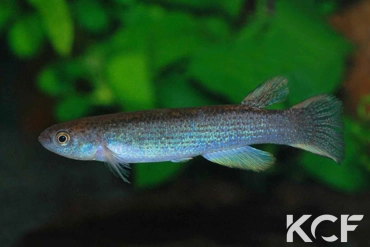 Anablepsoides lungi  male adulte 