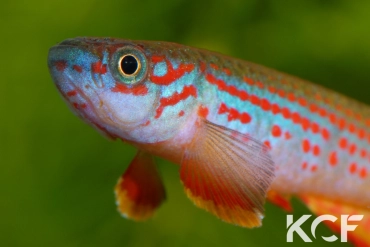 Aphyosemion punctatum Mission catholique Makokou BDBG 04-06 male adulte 