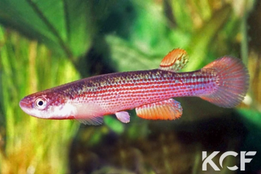 Anablepsoides rubrolineatus Las Mas male adulte 