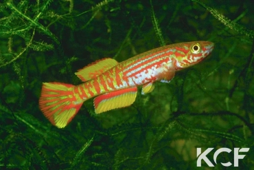 Aphyosemion pyrophore RPC 78-19 male adulte 