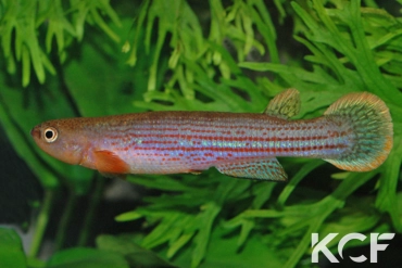 Anablepsoides waimacui Chenapowu Guy 99-09 male adulte 