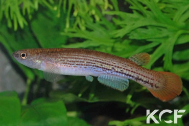 Anablepsoides waimacui Chenapowu Guy 99-09 femelle adulte 