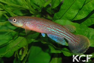 Anablepsoides waimacui Kurupukari GUY 02-04 male adulte 