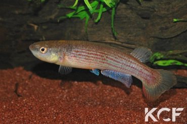 Anablepsoides waimacui Kurupukari GUY 02-04 femelle adulte 