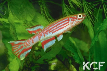 Aphyosemion pyrophore RPC 78-18 male adulte 