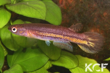 Cynodonichthys birkhahni  male sub adulte 