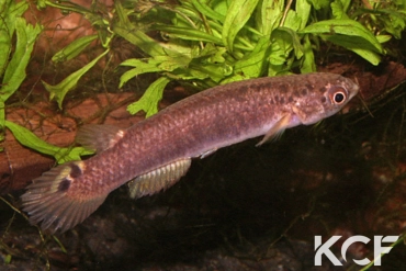 Cynodonichthys birkhahni  femelle adulte 