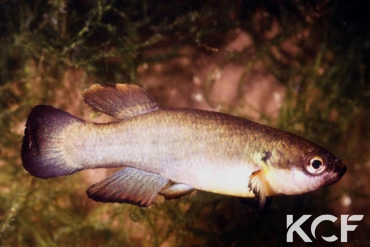 Rivulus cylindraceus AS Black Forme male adulte 