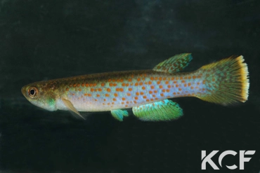 Cynolebias elegans Quebrada Cristalina-Caceres COL 08-07 TT male adulte 