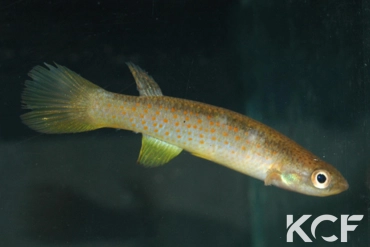 Cynolebias elegans Quebrada Cristalina-Caceres COL 08-07 TT femelle adulte 