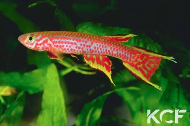 Aphyosemion rectogoense  male adulte 