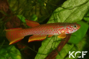 Aphyosemion schioetzi  male adulte 