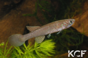 Aphyosemion splendidum Mbielem BLLMC 05-15 femelle adulte 