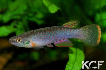 Cynodonichthys ribesrubrum  male adulte 