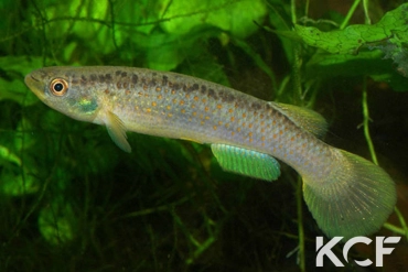 Cynodonichthys ribesrubrum  femelle adulte 