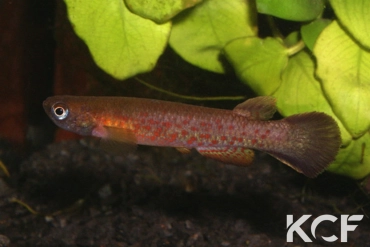 Cynodonichthys rubripunctatus Isla Bastimentos PT 2001 male adulte 