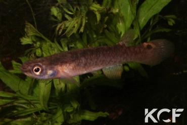 Cynodonichthys rubripunctatus Isla Bastimentos PT 2001 femelle adulte 