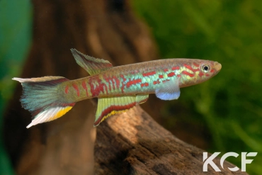 Aphyosemion sp. Wézé GLC 14 male adulte 