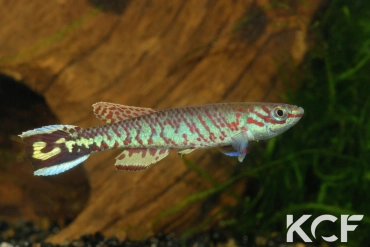 Aphyosemion splendidum Mbielem BLLMC 05-15 male adulte 