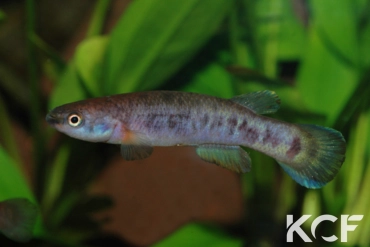 Cynodonichthys weberi PAN 06-30 male adulte 