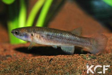 Cynodonichthys weberi PAN 06-30 femelle adulte 