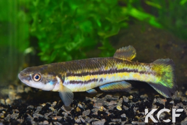 Cynodonichthys weberi PAN 09-28 male adulte 