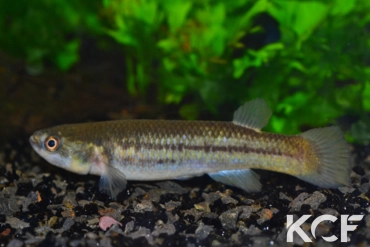Cynodonichthys weberi PAN 09-28 femelle adulte 