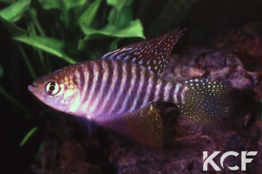 Hypsolebias flagellatus BR 93-05 male adulte 