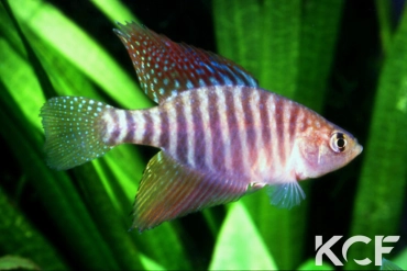 Hypsolebias flagellatus BR 93-05 male adulte 