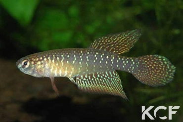 Nematolebias papilliferus  male sub adulte 