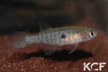 Nematolebias papilliferus  male sub adulte 