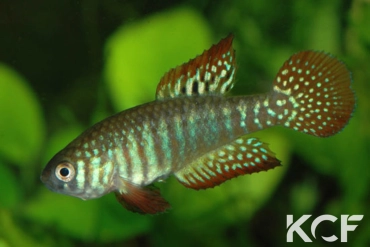 Simpsonichthys zonatus  male adulte 